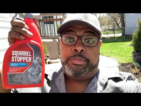 Squirrel Stopper - Does It Work?