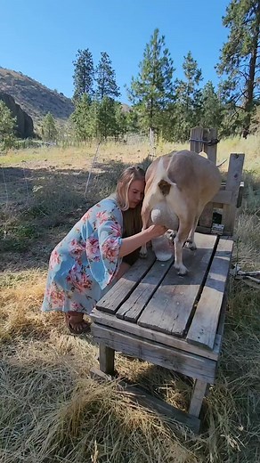 104K views · 3.9K reactions | Milking Goats in the U.S. — Daily Farm Life #americanhomestead #farmlifeusa #goatfarm  | Mountain Spring Homestead | Facebook