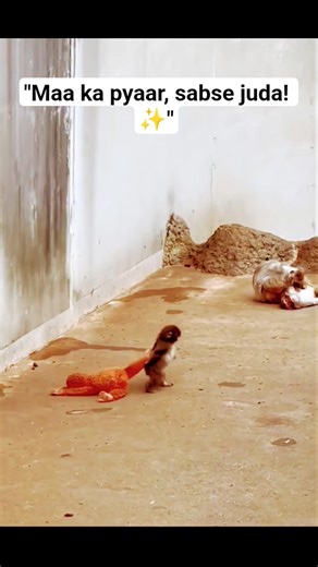 punch monkey video #punchmonkey #viralmonkey #monkey #animals #trandingpunchmonkey #shorts