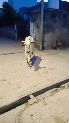 Radhe Radhe 😍😇 #gauseva #village #pet #animallover #explorarpage #trendingreel #fypシ #follow