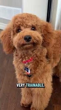 Thinking about getting your first dog? 🐶 Stop scrolling.