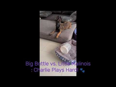 Big Bottle vs Little Malinois
