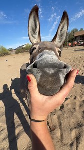 271K views · 16K reactions | We still have Franklin & Petal holographic stickers for sale.. 2 for $7 or $4 each! Comment “𢡊” below and I’ll pm you more info! | margueritaranch | Facebook