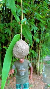 Strange fruit on the birch tree #camping #bushcraft #survival #outdoors #SurvivalBogura | MahiuddiN Skills