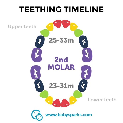 When will your little one's baby teeth emerge? Every child is different, but based on averages this is what you can expect. American Dental Association | BabySparks