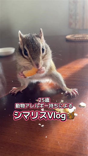 動物アレルギー持ちでも動物を一生愛します！！#動物 #ペット #リス #小動物 #シマリス
