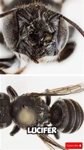The Devil Has A Bee #animals #discovery #educationalvideo