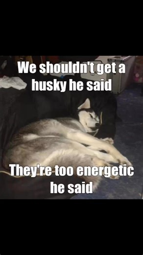 Huskies? Energetic? #husky #siberian #siberianhusky #snowdog #sleddog #huskypuppy | George the HUSKI