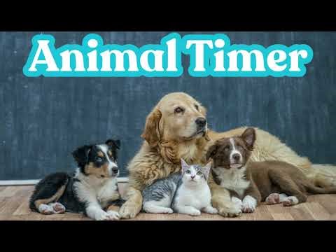 Animal timer