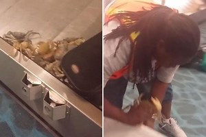 Passengers scream in horror as dozens of live crabs flood airport baggage carousel