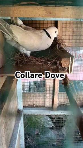 The Collared Dove #birds #collareddove #shorts