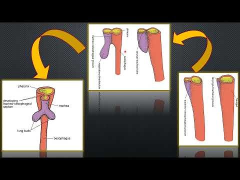 Development of trachea- easy embryology gross anatomy channel