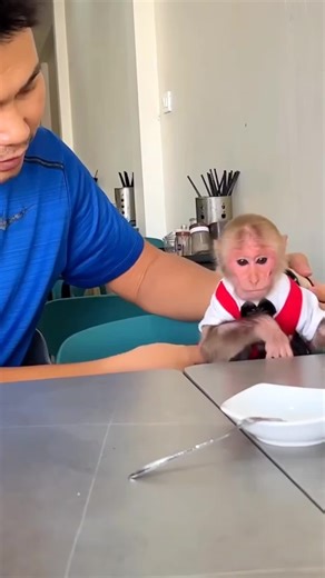 Adorable Monkey BiBi Steals Hearts!