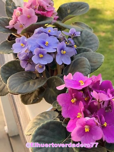 Hoy vamos a hablar de una belleza en el mundo de las plantas de interior: ¡la violeta africana! #violeta #plantas #jardin #tips #reels | El Huerto En CASA