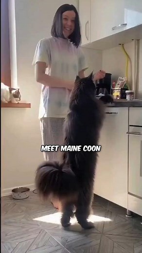 World's LARGEST Domestic Cat Breed 🐈