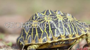 It's official! With the help from our partners, we've created one of the first tortoise preserves in the world! Thank you to everyone who has supported us through membership, advocacy and more! With the help of the Rainforest Trust, Zilkha Foundation, Segre Foundation, Surprise Spring Foundation, and Andy Sabin Family Foundation, we have secured 1,000 acres in South Africa for the critically endangered Geometric Tortoise. There are fewer than 1,000 thought to be left in the world. This species h