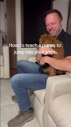 How to teach a puppy to jump into your arms 😁😉#dog #dogs #puppy #puppies #dogshorts @raising.bridget