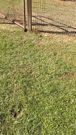 Littles mid morning field trip except for Bella she was buried deep under her blanket and didn’t want to participate in this field trip 😂😂😂 | Cooper Farm and Kennel, LLC