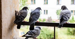 Balcon, toit, jardin… Comment éloigner les pigeons ?