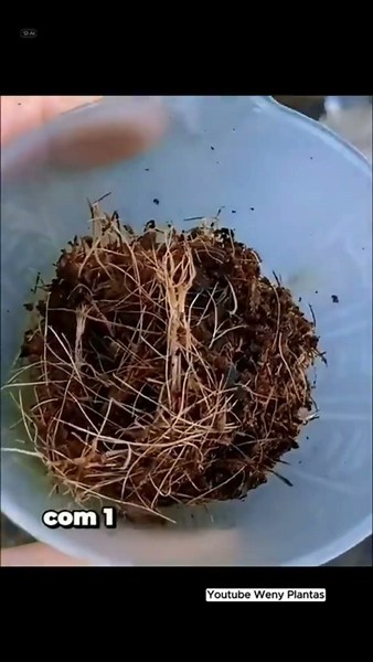 Want to Discover How to Care for Your Plants? Watch the Full Videos on the Channel! - @wenyplantas