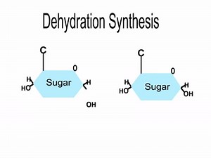 Dehydration Synthesis Disaccharide on Make a GIF