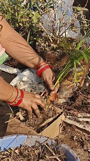 Tropical Garden Makeover: Planting My Dream Palms 🌴