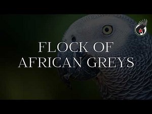 NATURAL SOUNDS OF AFRICAN GREY PARROTS | FLOCK OF AFRICAN GREY PARROTS EATING