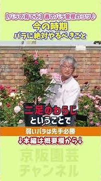 [How to Grow Roses] Tips for Spring Rose Care: Make a Difference with After-Bloom Maintenance / #...