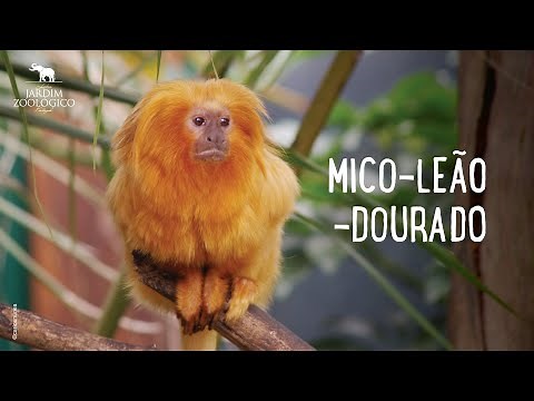 Mico-leão-dourado | Jardim Zoológico