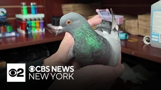 Move over bodega cat, there's a new mascot in town