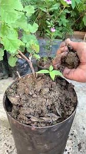 🍇 Grapes Plant Transplanting | Small Pot to Big Pot #easterngardning