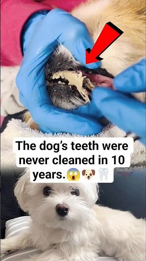 The dog’s teeth were never cleaned in 10 years.#DogDentalCare #PetCare #DogTeethCleaning #VetCare