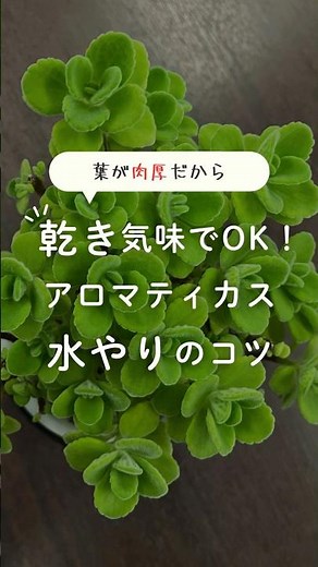 乾き気味でOK！アロマティカス水やりのコツ #観葉植物 #アロマティカス #植物のある暮らし