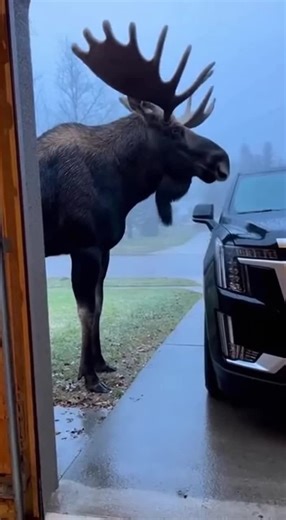 I walked out to my car and found this absolute unit blocking the driveway. I didn't realize they actually got this big until he stood next to the Escalade! #moose #giant #alaska #nature #scary #closecall #wildlife