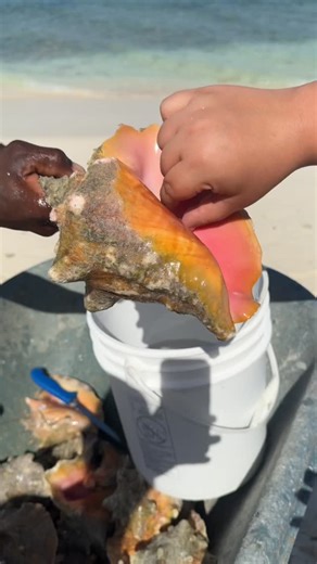 First time trying conch in Turks and Caicos at The Conch Shack | My Healthy Dish