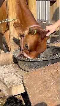 Awesome Results Using Large Castration Bands to Dehorn Our Heifer