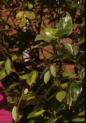 Spaced S02:E06 - Dissolution