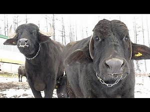 水牛チーズ味わい深く 千歳の牧場 赤ちゃんも誕生