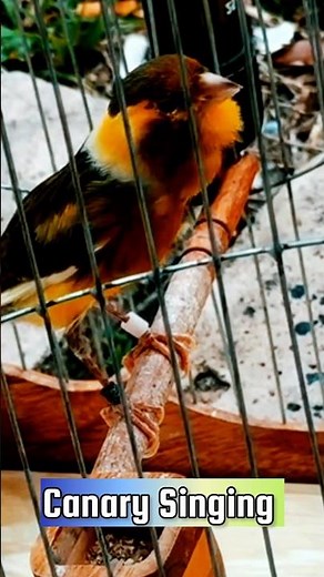 Canary Singing Training Video | Best Canary Singing | Canary Bird Sounds #galerikenariindonesia