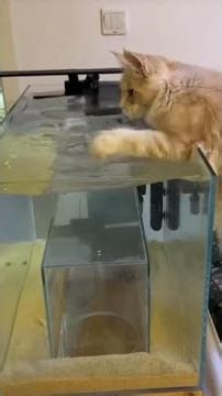 Splishin’ N Splashin’ 🐱💦 | Cutest Water Kittens Ever!