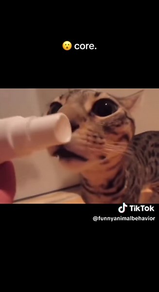 Cat's Hilarious Trauma Reaction Explained