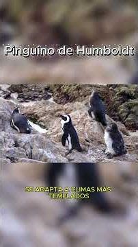 The penguin and its species