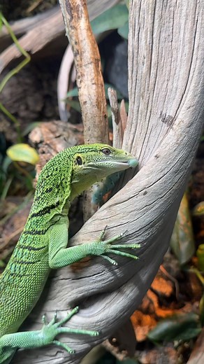 Let’s do some maintenance with our Green Tree Monitor #everevolvingexotics #reptileshop #tucson #arizona #reptile | Ever Evolving Exotics