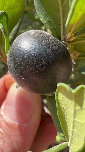 4.1K views · 196 reactions | Texas persimmon: my favorite fruit is...