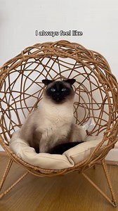 182K views · 62K reactions | I call it ✨resting dobby face✨ | Thatcatdobby | Facebook