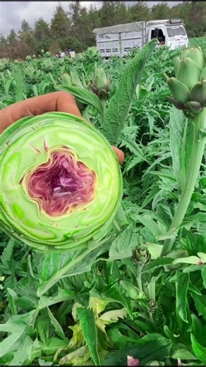Why Is Everyone Watching This Artichoke Harvest? 👀🌿 #oddlysatisfying #food #harvest #satisfying
