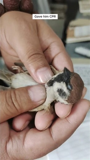 Our cat brought home a pigeon… and what we did next surprised everyone