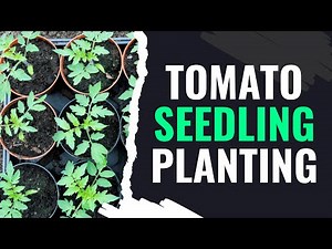 Winpat Agrochem Advise On Tomato Seedling Planting In Zimbabwe