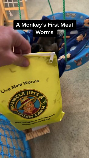 A Monkey’s Exciting First Mealworms Experience