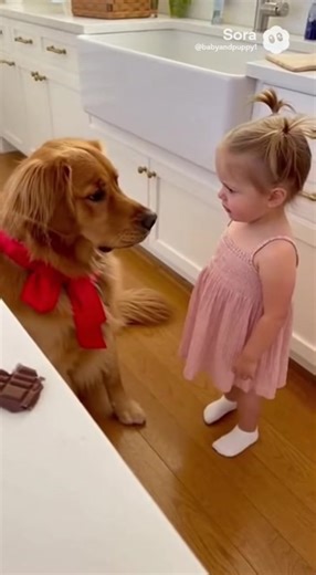Square Chocolate Snack Steals by Playful Dog